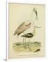 Antique Spoonbill and Sandpipers-Alexander Wilson-Framed Art Print