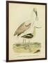 Antique Spoonbill and Sandpipers-Alexander Wilson-Framed Art Print