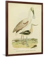 Antique Spoonbill and Sandpipers-Alexander Wilson-Framed Art Print