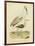 Antique Spoonbill and Sandpipers-Alexander Wilson-Framed Art Print