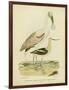 Antique Spoonbill and Sandpipers-Alexander Wilson-Framed Art Print