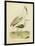 Antique Spoonbill and Sandpipers-Alexander Wilson-Framed Art Print