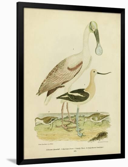 Antique Spoonbill and Sandpipers-Alexander Wilson-Framed Art Print