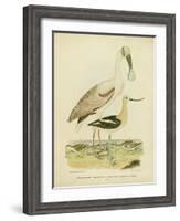 Antique Spoonbill and Sandpipers-Alexander Wilson-Framed Art Print