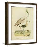 Antique Spoonbill and Sandpipers-Alexander Wilson-Framed Art Print