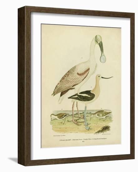 Antique Spoonbill and Sandpipers-Alexander Wilson-Framed Art Print