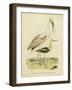 Antique Spoonbill and Sandpipers-Alexander Wilson-Framed Art Print