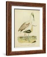 Antique Spoonbill and Sandpipers-Alexander Wilson-Framed Art Print