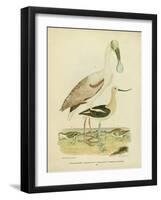 Antique Spoonbill and Sandpipers-Alexander Wilson-Framed Art Print