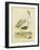 Antique Spoonbill and Sandpipers-Alexander Wilson-Framed Art Print