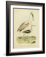 Antique Spoonbill and Sandpipers-Alexander Wilson-Framed Art Print