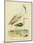 Antique Spoonbill and Sandpipers-Alexander Wilson-Mounted Art Print