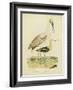 Antique Spoonbill and Sandpipers-Alexander Wilson-Framed Art Print