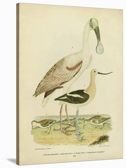 Antique Spoonbill and Sandpipers-Alexander Wilson-Stretched Canvas