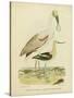 Antique Spoonbill and Sandpipers-Alexander Wilson-Stretched Canvas