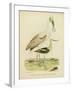 Antique Spoonbill and Sandpipers-Alexander Wilson-Framed Art Print