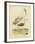 Antique Spoonbill and Sandpipers-Alexander Wilson-Framed Art Print