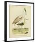 Antique Spoonbill and Sandpipers-Alexander Wilson-Framed Art Print