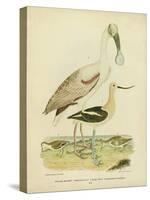 Antique Spoonbill and Sandpipers-Alexander Wilson-Stretched Canvas