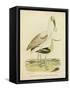 Antique Spoonbill and Sandpipers-Alexander Wilson-Framed Stretched Canvas