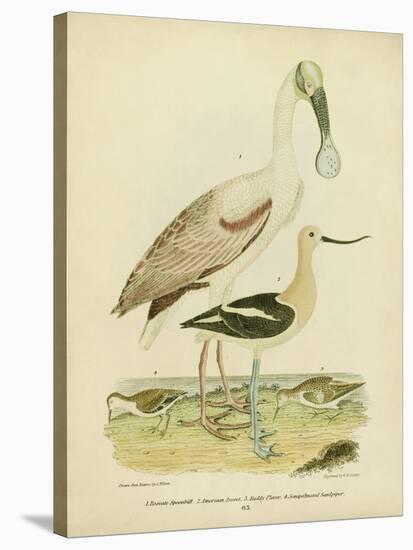 Antique Spoonbill and Sandpipers-Alexander Wilson-Stretched Canvas