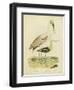 Antique Spoonbill and Sandpipers-Alexander Wilson-Framed Art Print