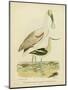 Antique Spoonbill and Sandpipers-Alexander Wilson-Mounted Art Print