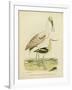 Antique Spoonbill and Sandpipers-Alexander Wilson-Framed Art Print