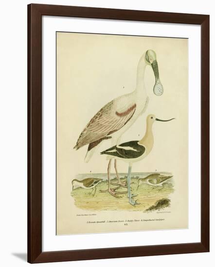 Antique Spoonbill and Sandpipers-Alexander Wilson-Framed Art Print