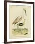 Antique Spoonbill and Sandpipers-Alexander Wilson-Framed Art Print