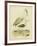 Antique Spoonbill and Sandpipers-Alexander Wilson-Framed Art Print