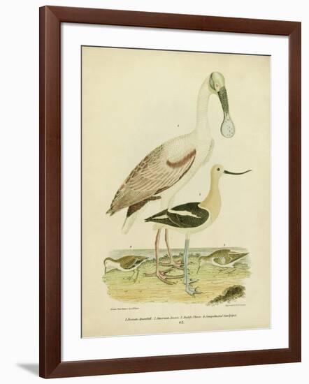 Antique Spoonbill and Sandpipers-Alexander Wilson-Framed Art Print