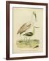 Antique Spoonbill and Sandpipers-Alexander Wilson-Framed Art Print