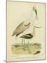 Antique Spoonbill and Sandpipers-Alexander Wilson-Mounted Art Print