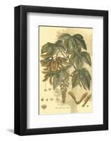 Antique Sycamore Tree-John Miller (Johann Sebastien Mueller)-Framed Art Print