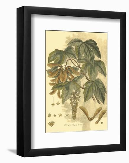 Antique Sycamore Tree-John Miller (Johann Sebastien Mueller)-Framed Art Print