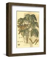 Antique Sycamore Tree-John Miller (Johann Sebastien Mueller)-Framed Art Print