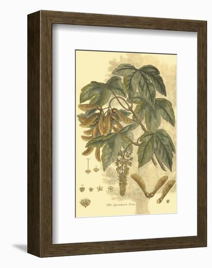 Antique Sycamore Tree-John Miller (Johann Sebastien Mueller)-Framed Art Print