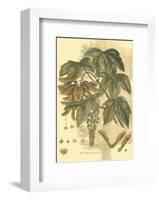 Antique Sycamore Tree-John Miller (Johann Sebastien Mueller)-Framed Art Print