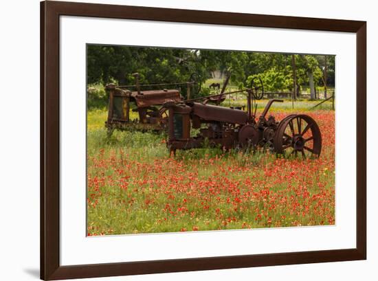 Antique tractors in field of red paintbrush flowers, hill country, near Llano, Texas-Adam Jones-Framed Photographic Print