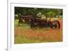 Antique tractors in field of red paintbrush flowers, hill country, near Llano, Texas-Adam Jones-Framed Photographic Print