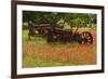 Antique tractors in field of red paintbrush flowers, hill country, near Llano, Texas-Adam Jones-Framed Photographic Print