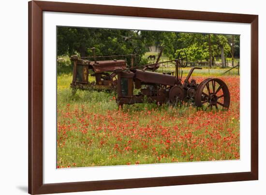 Antique tractors in field of red paintbrush flowers, hill country, near Llano, Texas-Adam Jones-Framed Photographic Print