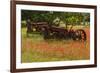 Antique tractors in field of red paintbrush flowers, hill country, near Llano, Texas-Adam Jones-Framed Photographic Print