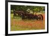 Antique tractors in field of red paintbrush flowers, hill country, near Llano, Texas-Adam Jones-Framed Photographic Print