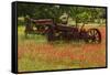 Antique tractors in field of red paintbrush flowers, hill country, near Llano, Texas-Adam Jones-Framed Stretched Canvas