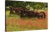 Antique tractors in field of red paintbrush flowers, hill country, near Llano, Texas-Adam Jones-Stretched Canvas