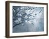 Antique Tree II-Kari Taylor-Framed Giclee Print