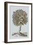 Antique Tree in Sepia I-Vision Studio-Framed Art Print