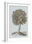 Antique Tree in Sepia I-Vision Studio-Framed Art Print